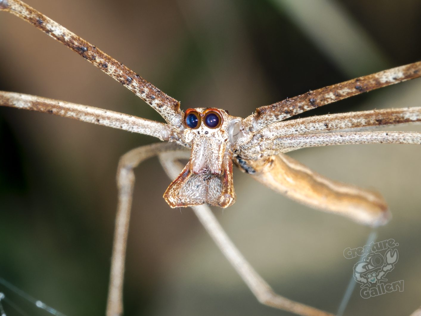 phil and julian and li and ogrefaced spider