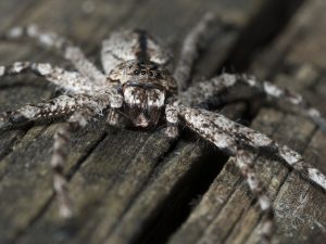 phil and julian and li and ogrefaced spider